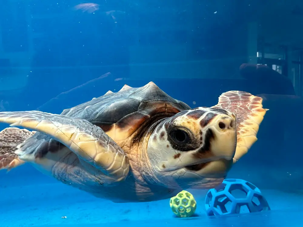 Tybee Island Marine Science Center 3