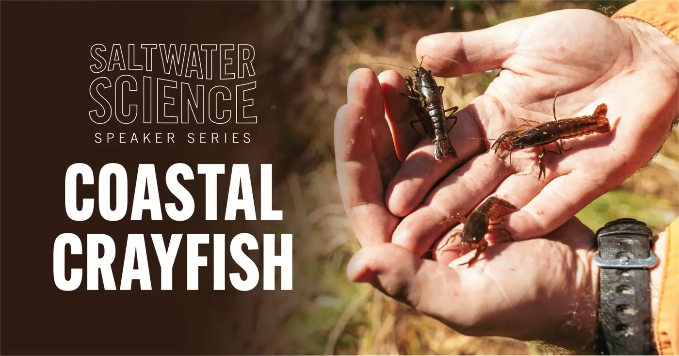 Saltwater Science Series: Coastal Crayfish