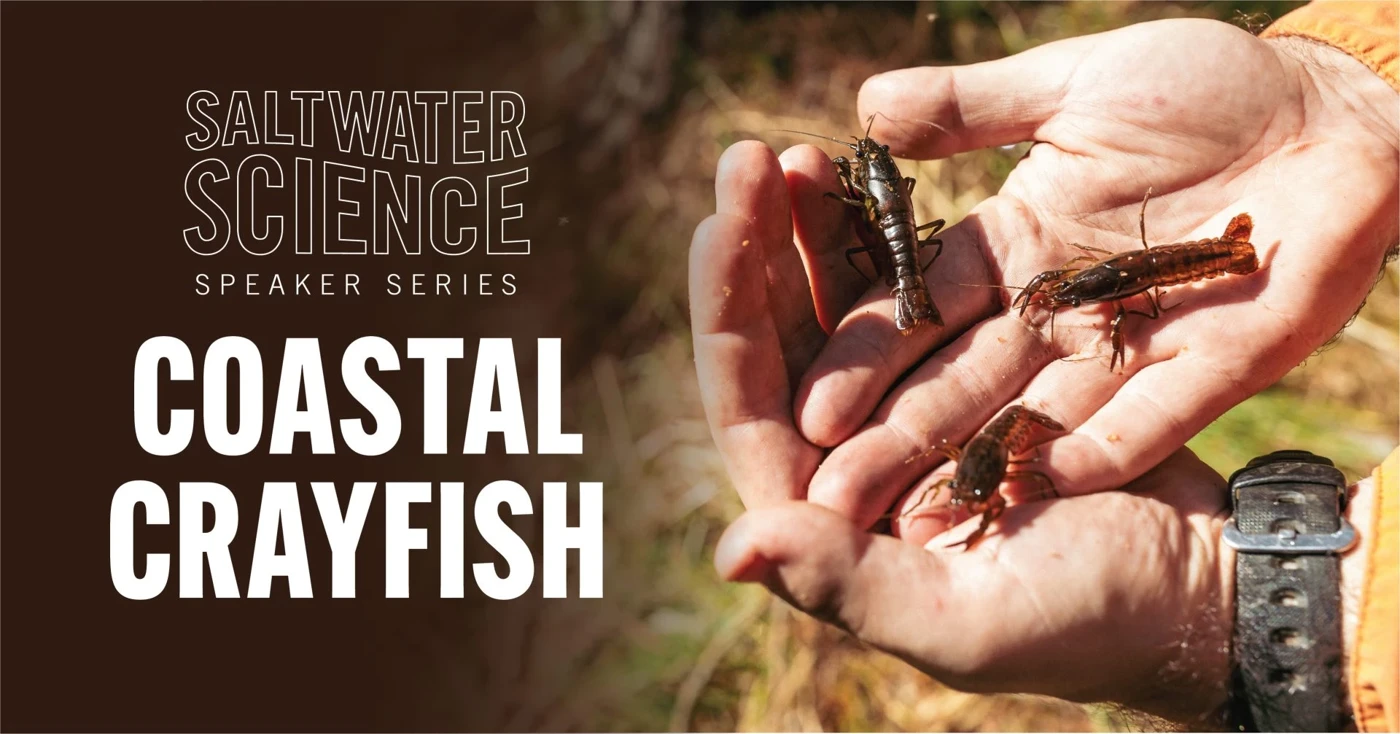 Saltwater Science Series: Coastal Crayfish 1