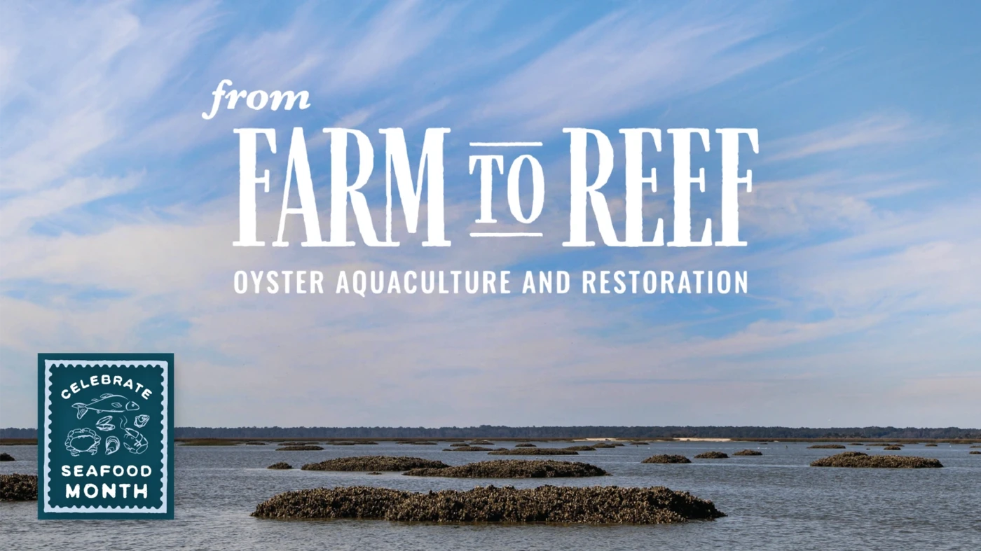 From Farm to Reef: Oyster Aquaculture and Restoration 1