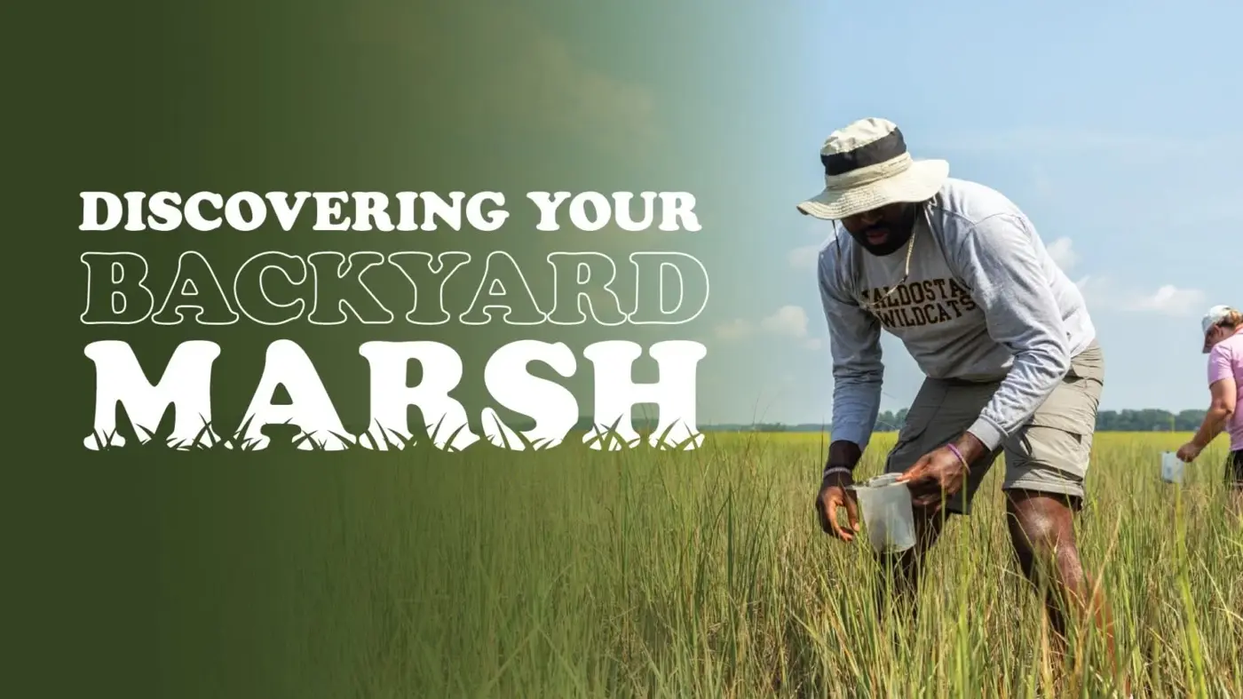 Discovering Your Backyard Marsh