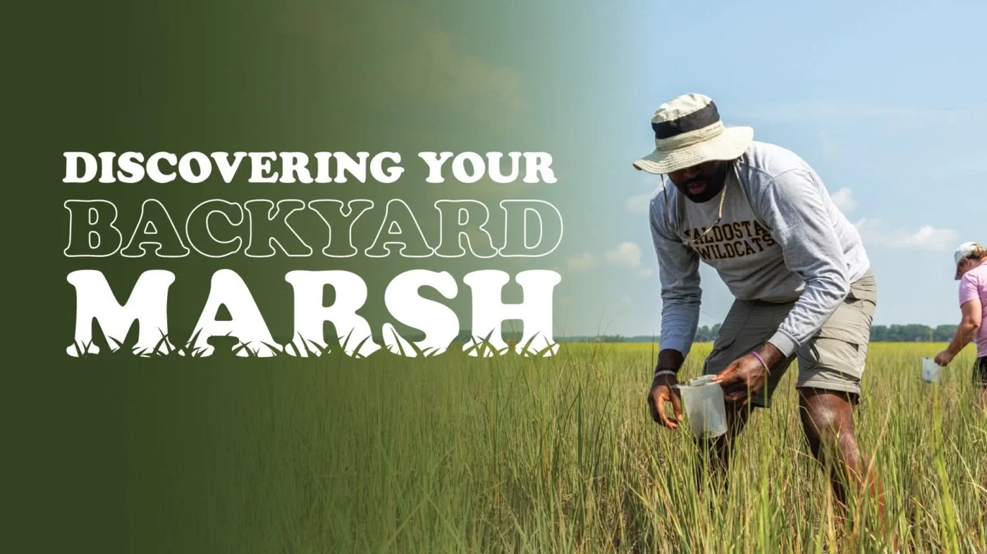 Discovering Your Backyard Marsh 1